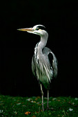 Grey Heron ( Ardea cinerea )